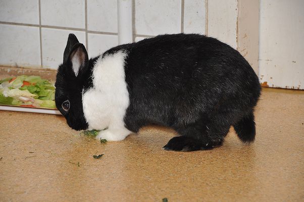 Bei diesem Bild haben mich viele nicht verstanden, darum nun die Erklärung, sorry :)