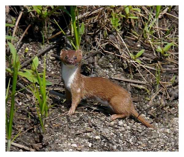 Belette photo et image animaux, animaux sauvages, bovidés à l