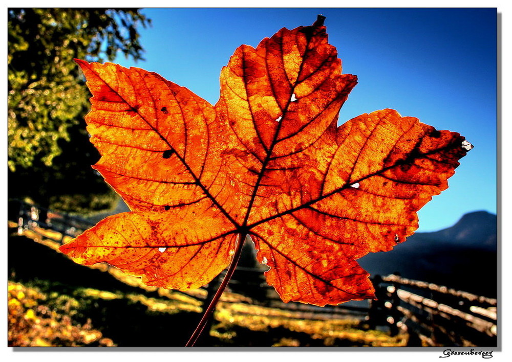 BergAhornBlatt Foto & Bild bearbeitungs techniken, hdri & tm, hdr Bilder auf