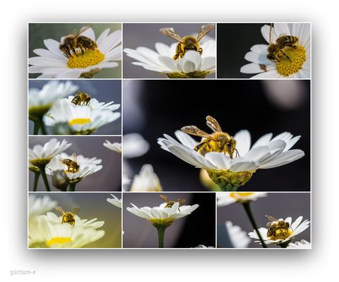 Bienenfleißig.. und so geht´s in die nächste Arbeitswoche......#15.2458#08/50