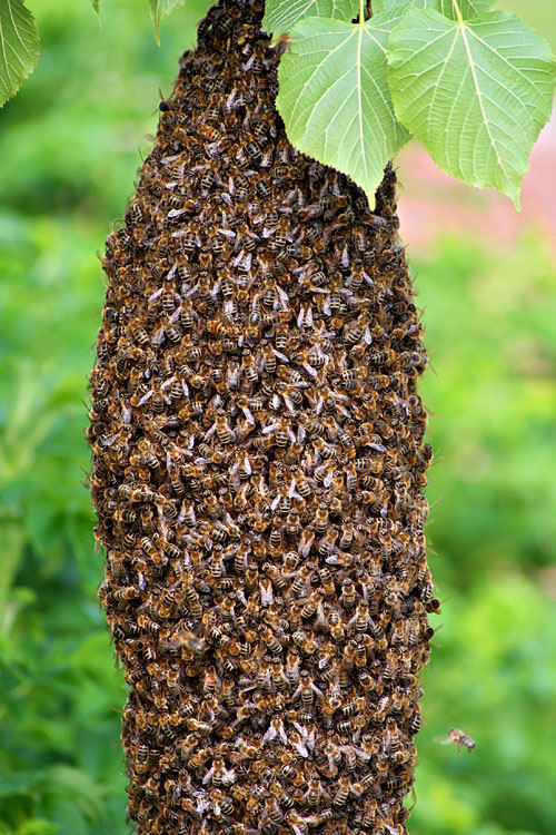 bienenvolk kaufen bienenvolk foto bild tiere wildlife insekten bilder bienenvolk kaufen bienenvolk foto bild tiere wildlife insekten bilder