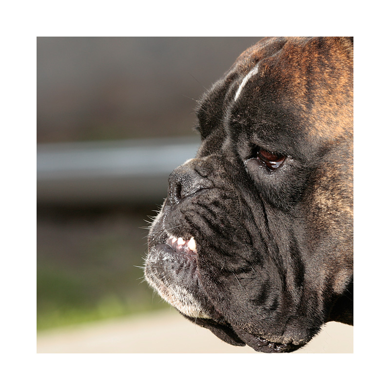 bin ich so ein böser hund??? Foto &amp; Bild tiere, haustiere, hunde