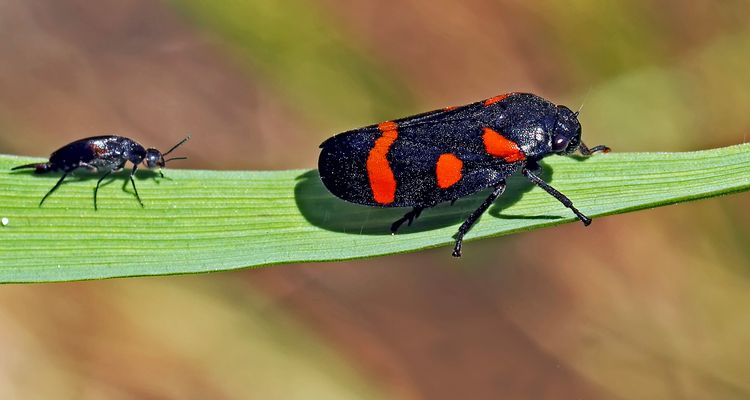 Binden-Blutzikade (Cercopis sanguinolenta) - Le petit aimerait être aussi beau que le grand!
