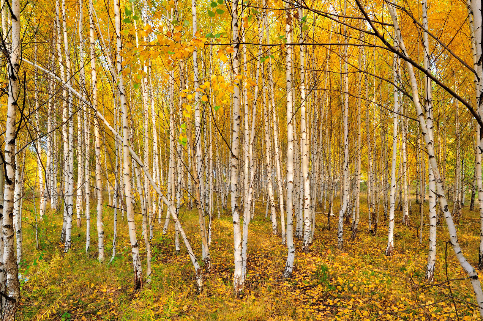 Birkenwald Foto & Bild jahreszeiten, herbst, wwt Bilder auf