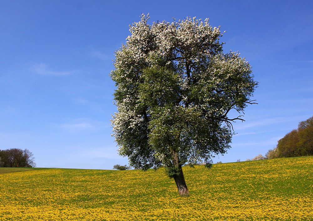 Birnbaum Foto & Bild jahreszeiten, frühling, natur Bilder auf