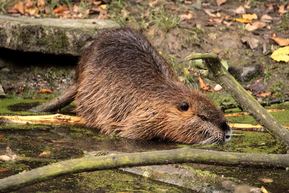 Bisamratte? Foto & Bild tiere, wildlife, säugetiere Bilder auf
