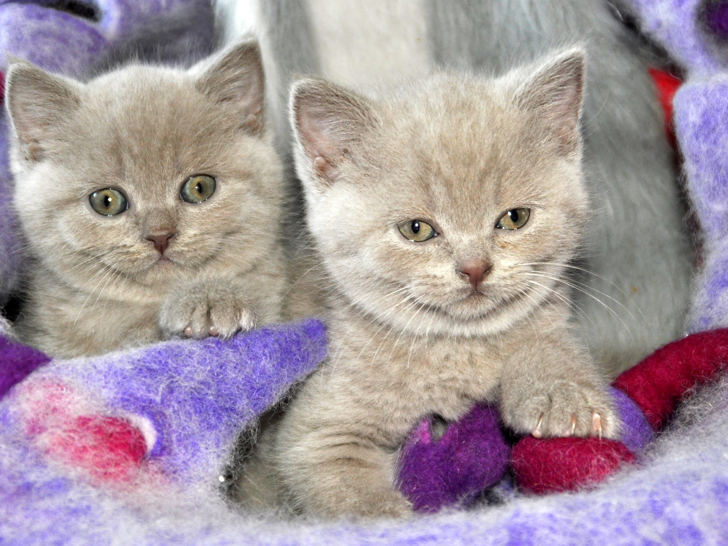 BKH Katzenbabys 6 Wochen alt Foto & Bild | tiere, tierkinder, natur