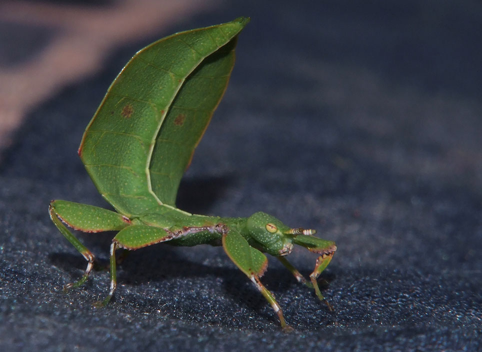 Blatt Mimese in Neukaledonien... Foto & Bild tiere, wildlife