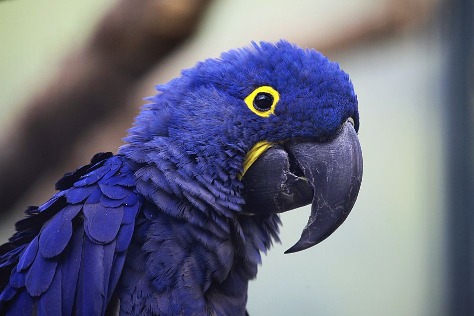 blau Foto &amp; Bild tiere, zoo, wildpark &amp; falknerei, vögel
