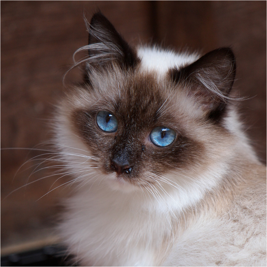 Blaue Augen Foto & Bild tiere, haustiere, katzen Bilder auf