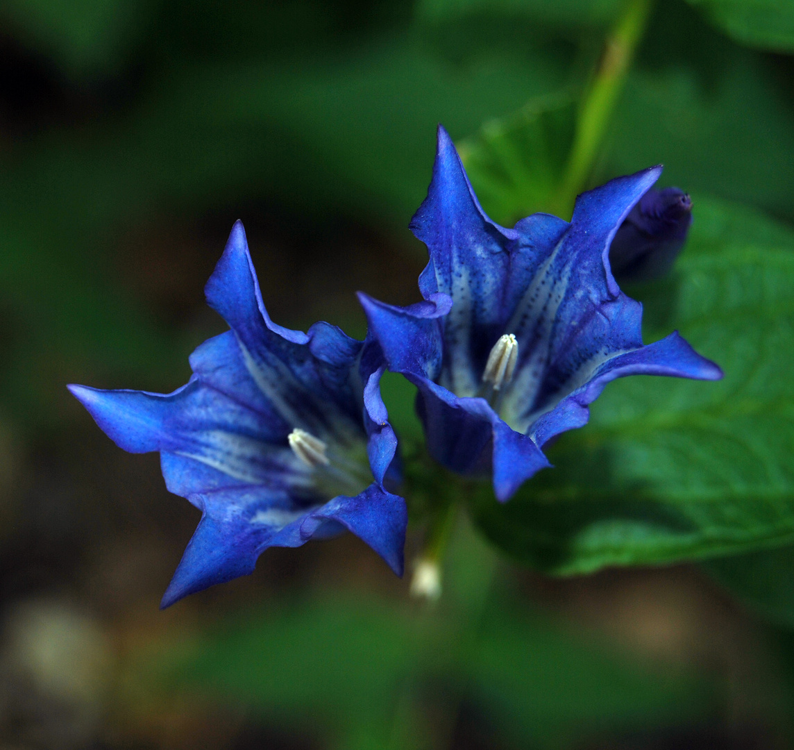 blaue Blüten Foto & Bild pflanzen, pilze & flechten, blüten