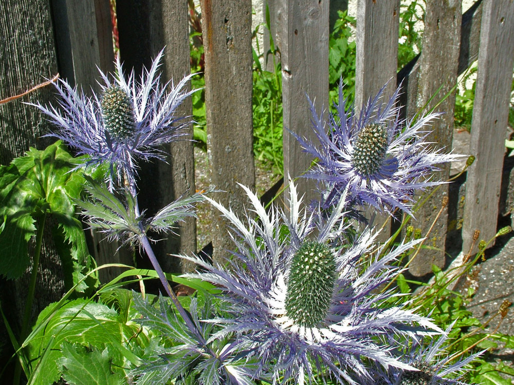 Blaue Distel Foto & Bild pflanzen, pilze & flechten, blüten