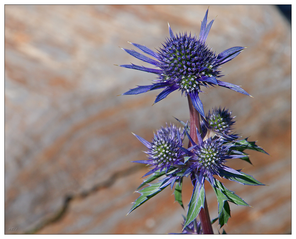Blaue Distel Foto & Bild pflanzen, pilze & flechten, blüten