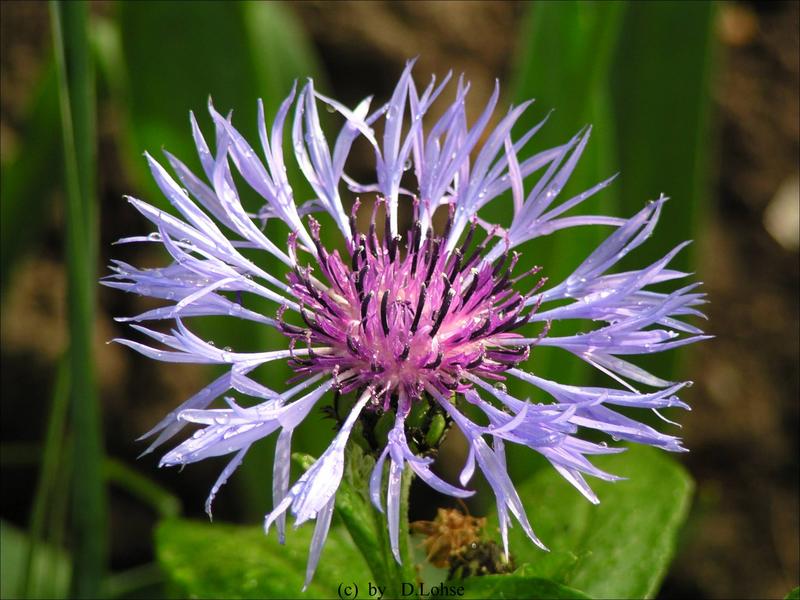 Blaue Distel Foto & Bild pflanzen, pilze & flechten, blüten