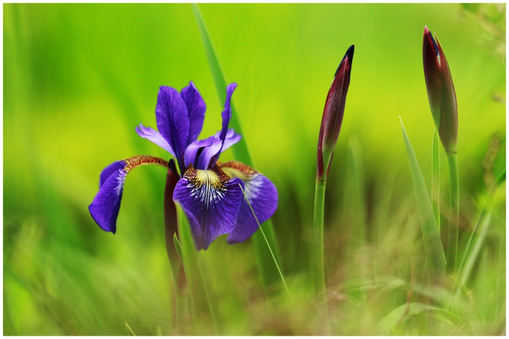 Blaue Lilie Foto & Bild natur Bilder auf