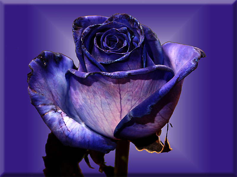 Blaue Rose Foto & Bild verfremdung (geschl.), xarchiv, digiart