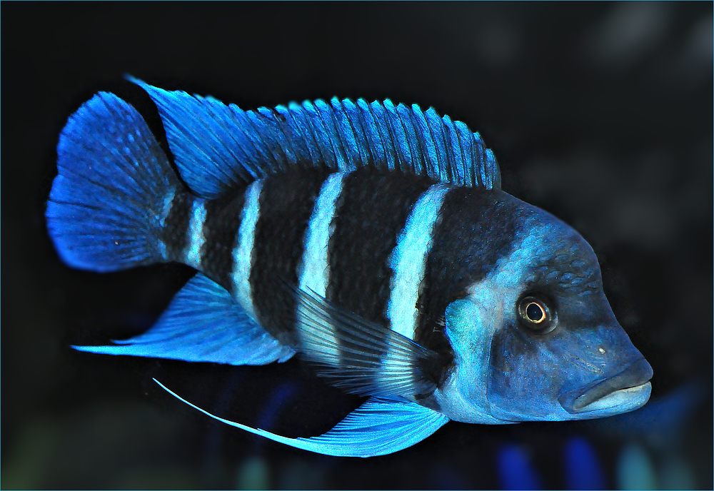 Blauer Barsch...... Foto & Bild tiere, zoo, wildpark & falknerei, zoo