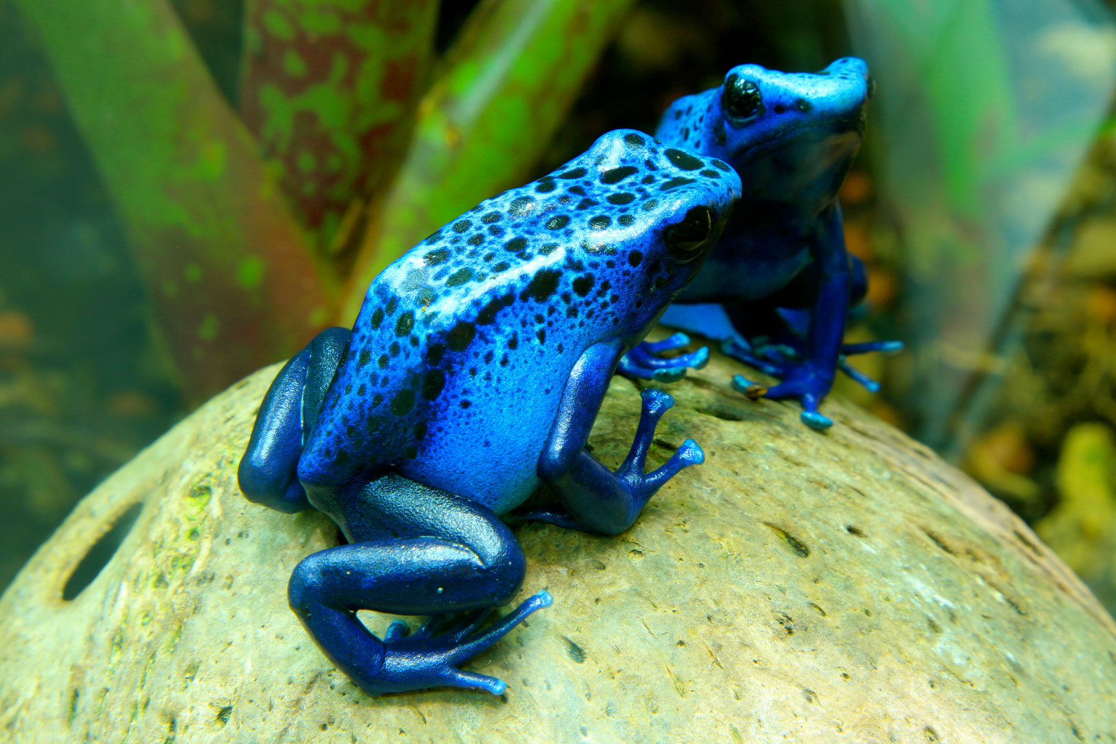 Blauer Giftpfeilfrosch Foto & Bild | tiere, zoo, wildpark & falknerei