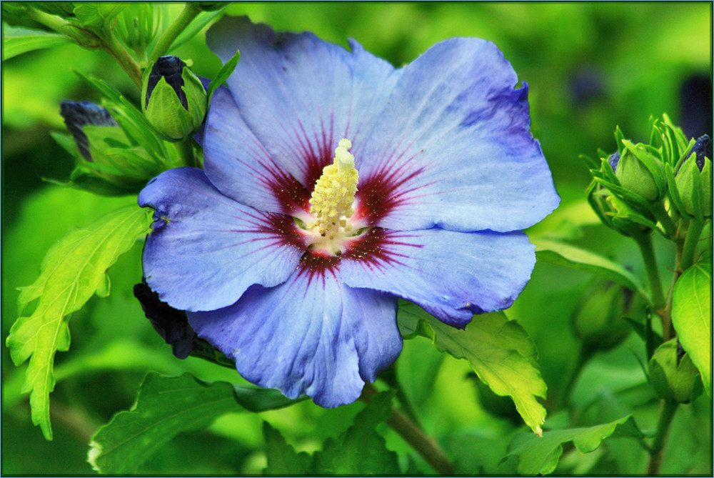 blauer Hibiskus Foto & Bild pflanzen, pilze & flechten, blüten