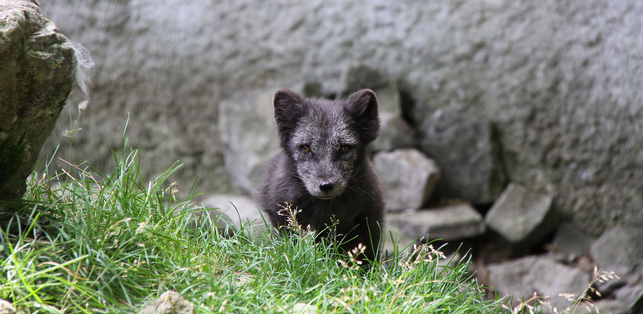 Blaufuchs Blaufuchs