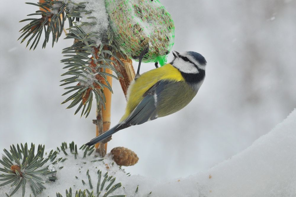Tiere im winter kennenlernen Tierlexikon für Kinder, SWR Kindernetz OLI's Wilde Welt