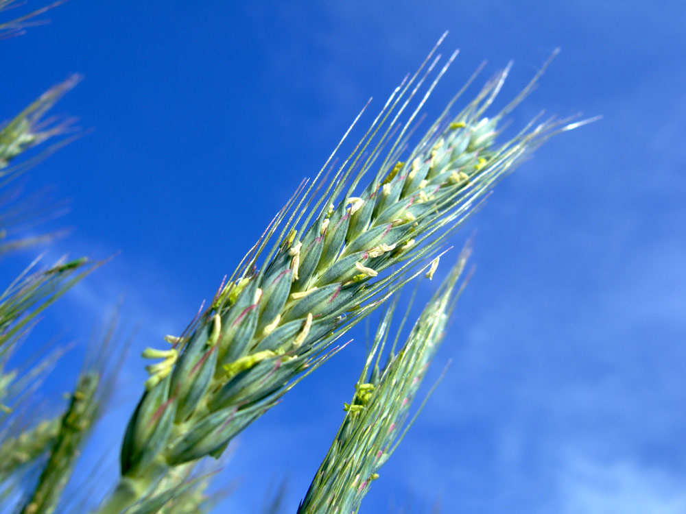 blühender roggen Foto & Bild | pflanzen, pilze & flechten, gräser