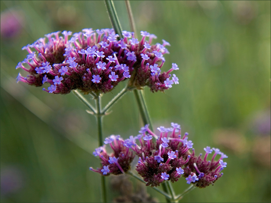 Blütendolde Foto & Bild pflanzen, pilze & flechten, blüten