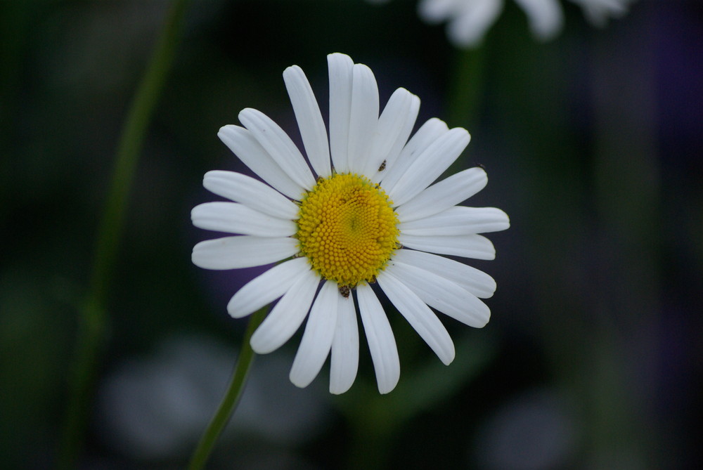 Blume gelb mit weißen Blättern Foto & Bild pflanzen, pilze & flechten