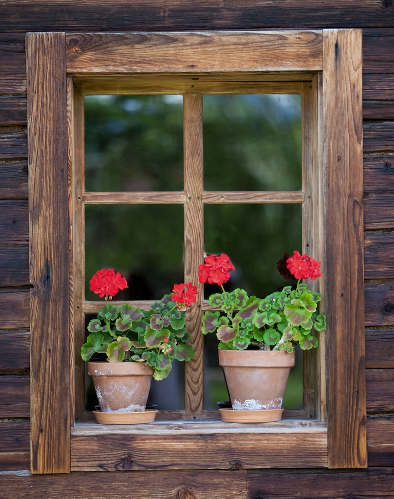 Blumenfenster Foto &amp; Bild pflanzen, pilze &amp; flechten