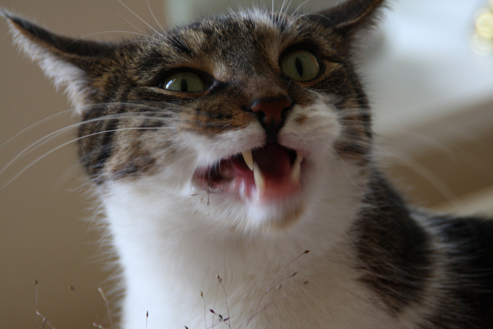 Boah ey, hast Du mich jetzt erschreckt........ Foto & Bild tiere