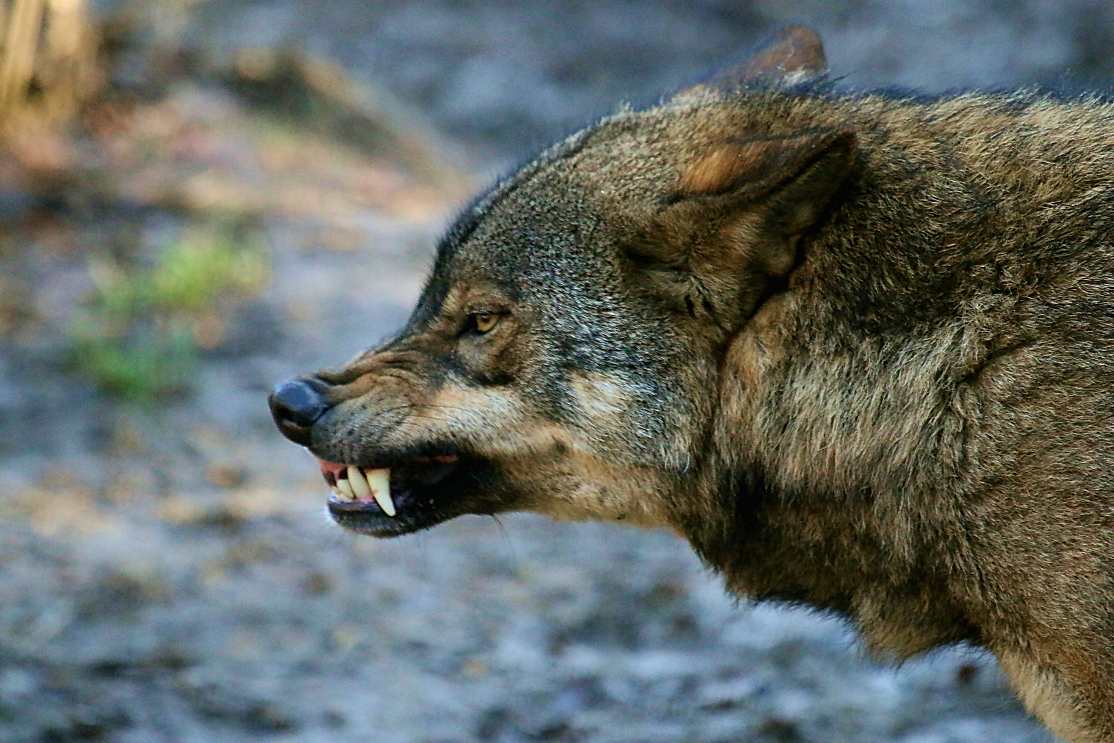 Böser Wolf Böser Wolf