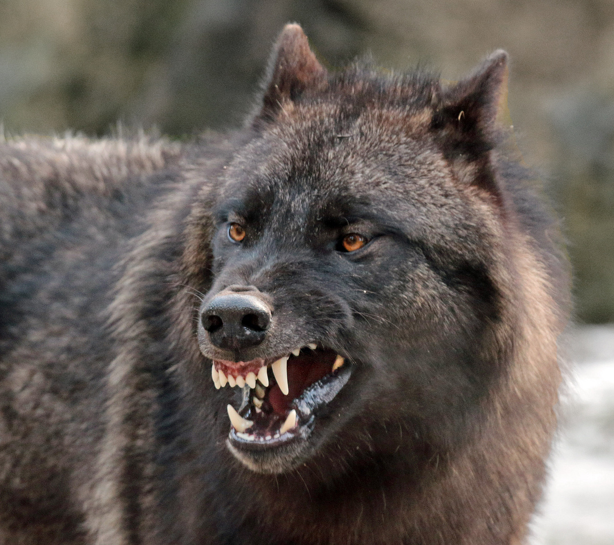 Böser Wolf? Foto & Bild | tiere, zoo, wildpark & falknerei, säugetiere ...