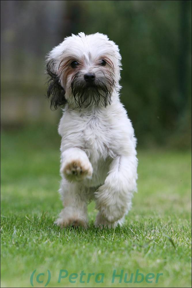 Bolonka Zwetna Foto & Bild tiere, haustiere, hunde Bilder auf