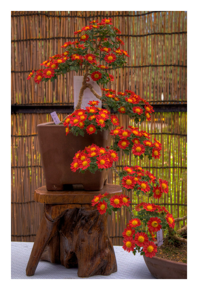 BONSAI1[chrysanthemum] photo & image plants, fungi & lichens