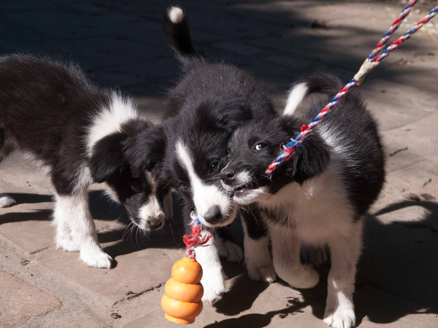 Border Collie Spiele Border Collie Spiele