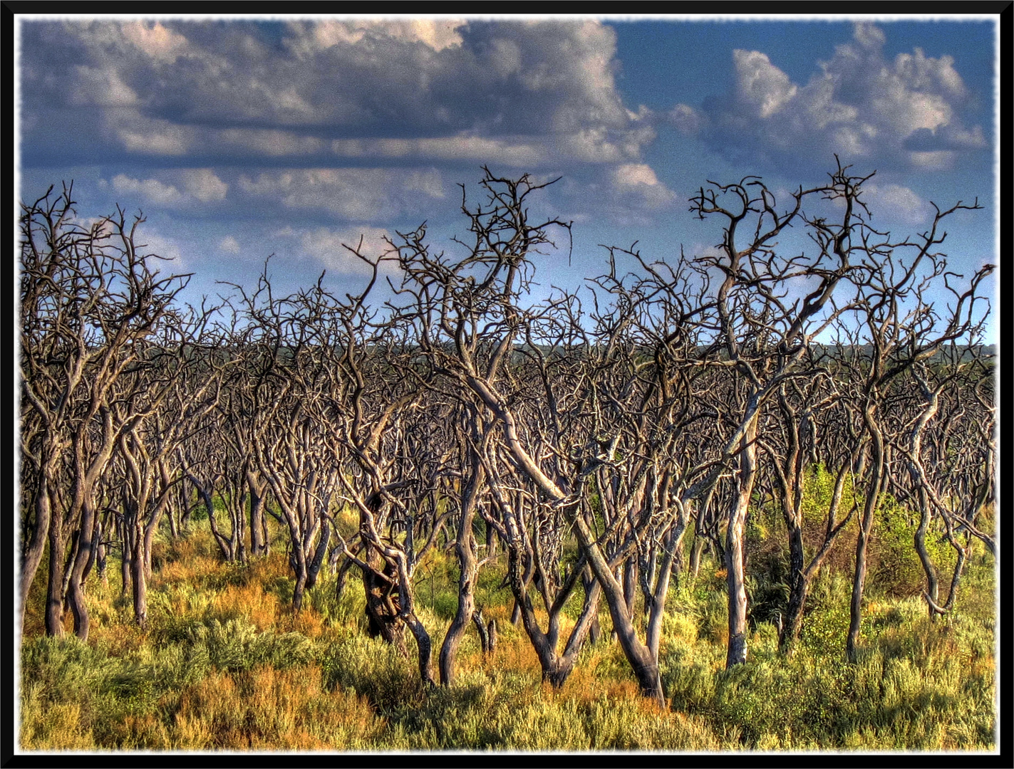 Bosque seco Imagen & Foto paisajes, bosques, naturaleza Fotos de
