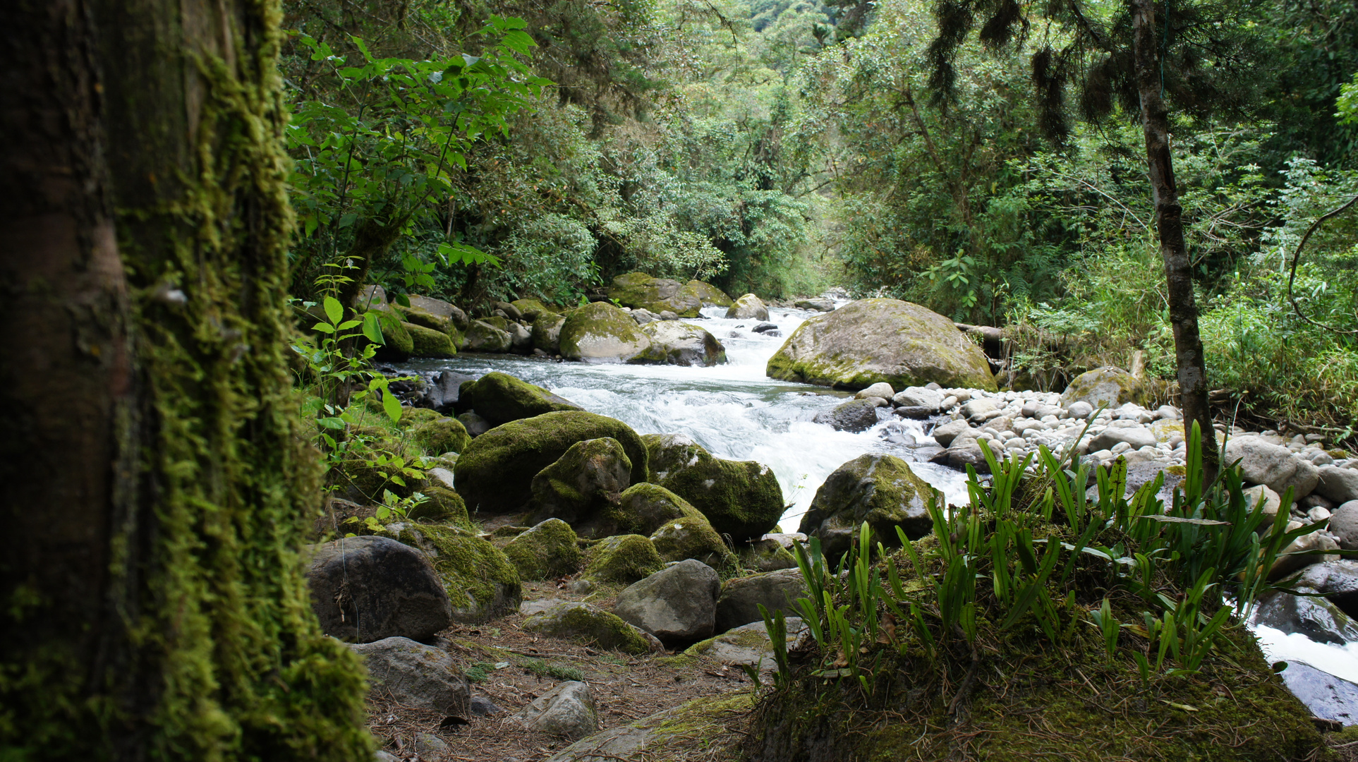 BOSQUE UCUMARI A LA ORILLA DEL RIO OTUN Imagen & Foto paisajes