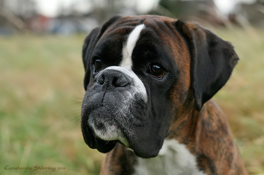 BoxerVielfalt Foto &amp; Bild tiere, haustiere, hunde Bilder auf