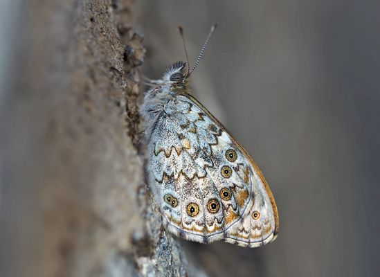 Braunauge (Lasiommata maera), 2. Foto. - Un papillon de jour qui s'appelle "Ariane".