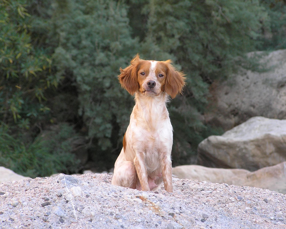 Breton Foto & Bild tiere, haustiere, hunde Bilder auf
