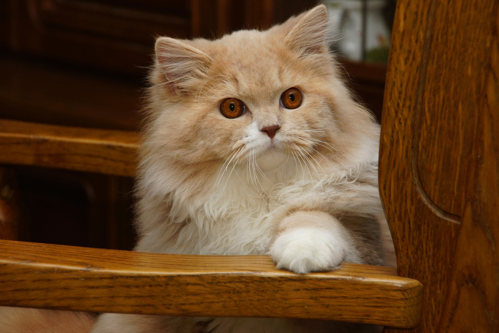 Britisch Langhaar Katzen Britisch Langhaar Katzen