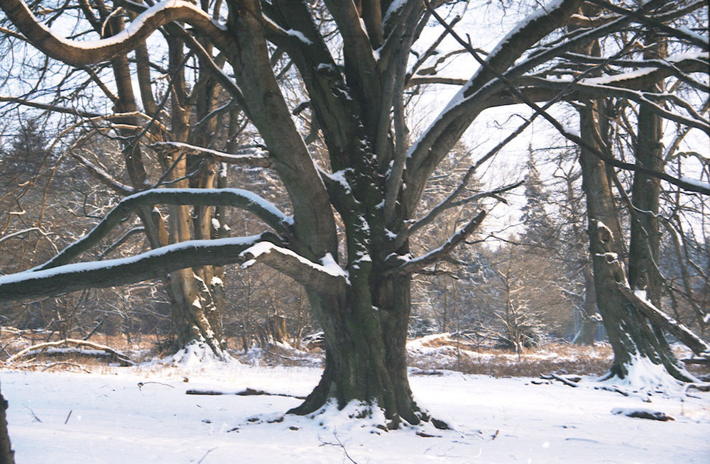 Buche im Winter SABABURGER URWALD Foto & Bild pflanzen, pilze