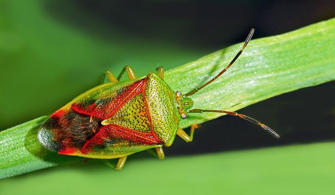 Bunte Blattwanze (Elasmostethus interstinctus) - Une punaise assouvit notre besoin de couleurs!