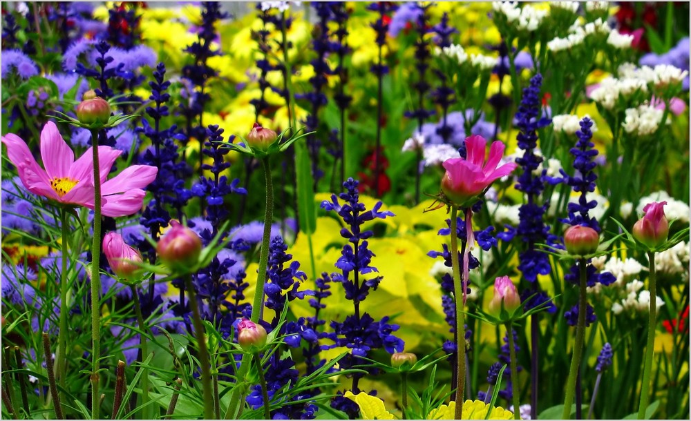 Bunte Gärten 2 Foto &amp; Bild landschaft, garten