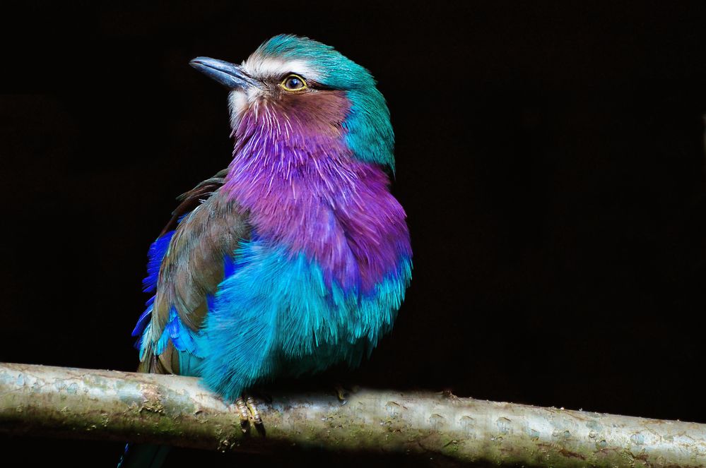 Bunter Vogel Bunter Vogel