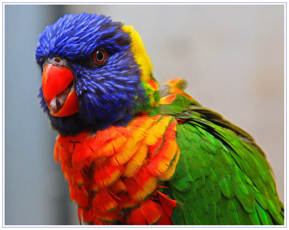 Bunter Vogel Foto & Bild tiere, zoo, wildpark & falknerei, vögel