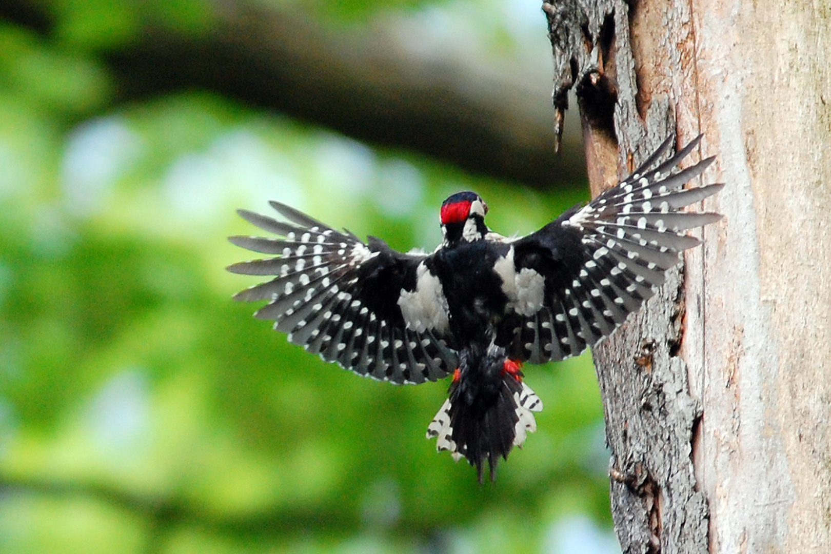 Buntspecht Foto & Bild | Natur, Spechte, Tukane, Wildlife Bilder auf