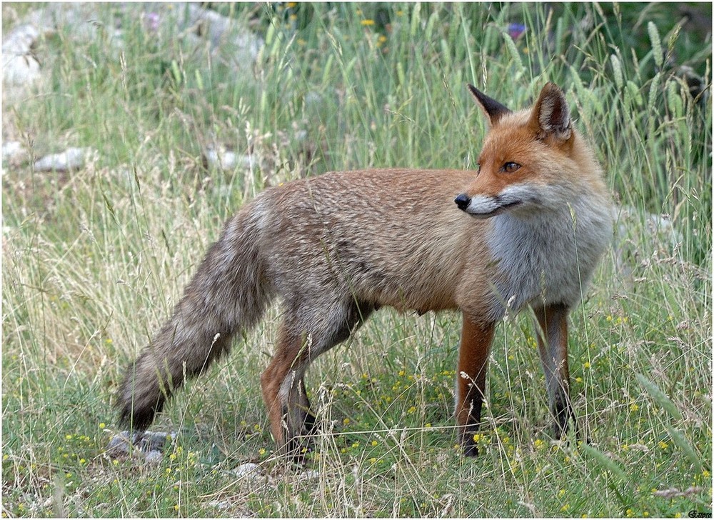 Caccia alla volpe Foto Immagini animali, mammiferi allo stato libero, animali allo stato Caccia alla volpe Foto Immagini animali, mammiferi allo stato libero, animali allo stato