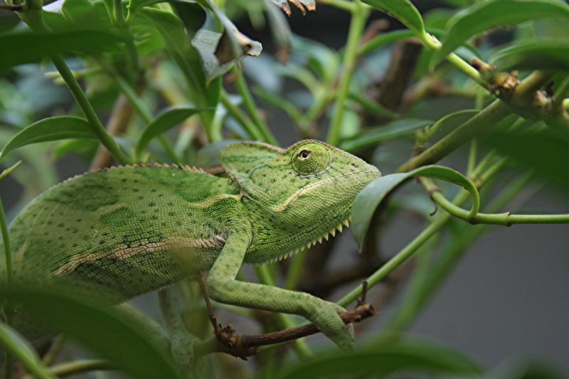 Camelion Foto & Bild | tiere, natur Bilder auf fotocommunity