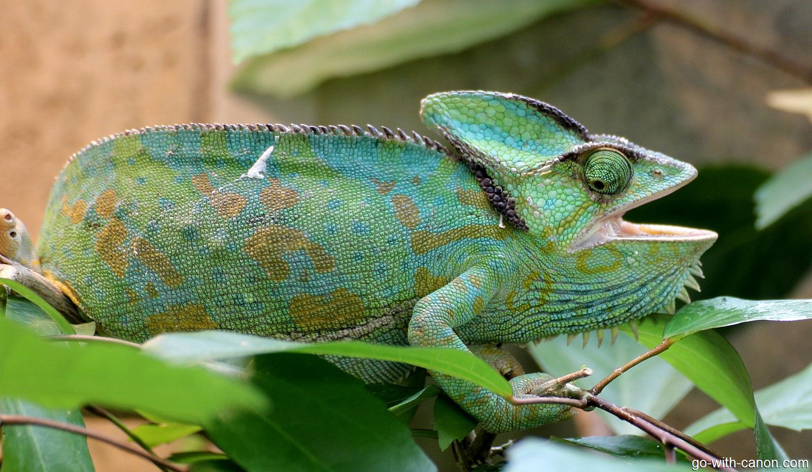 Camelion Foto & Bild | tiere, zoo, wildpark & falknerei, amphibien ...